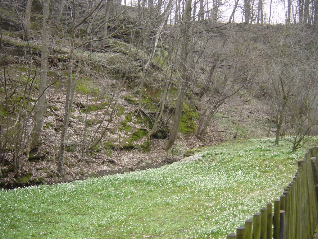 

Wildflowers starting to bloom.

