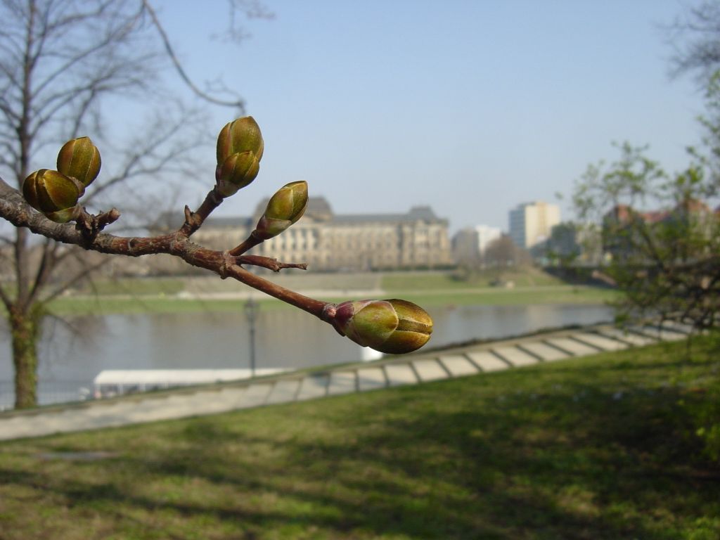 

Pictures from the top of the little garten in front of the Albertinium along the Elbe.  Spring is coming, you can tell!
