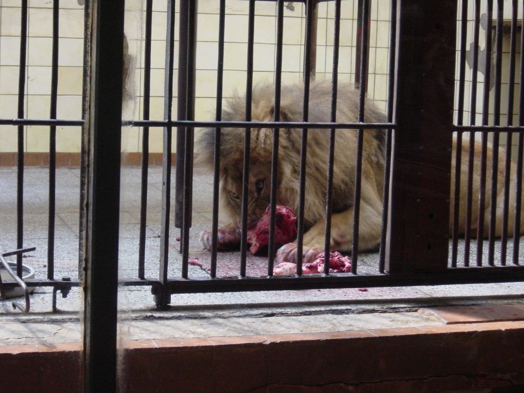 

There is a zoo in the Grossegarden.  They even have lions, and we got to 
see the lion have some lunch.
