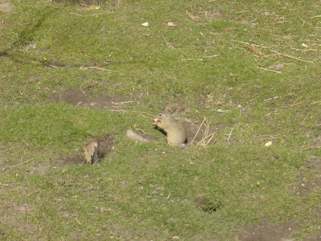 
Cute little rodent things eating apples.
You can see a picture of a 