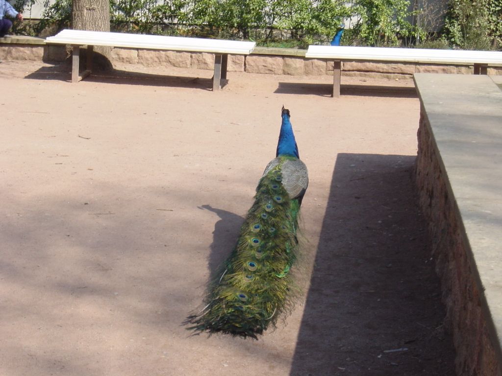 

Peacock at the zoo

