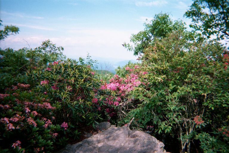 
More rhodedendrum
