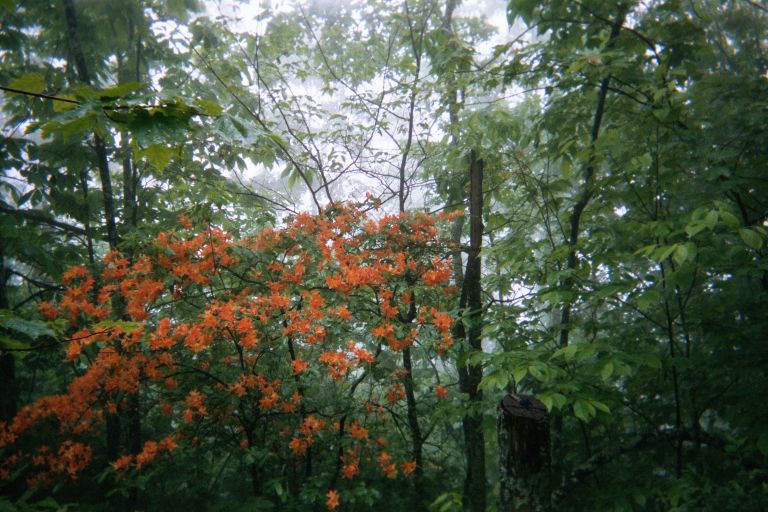 
This is coming up from the NOC, it was wet and rainy and miserable, but there
was a very nice flowering plant which cheered me up.
