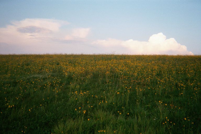 
The flowers on the top of Max Patch Mountain
