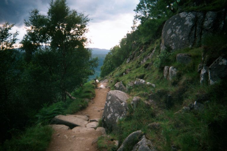 
A goat tring to stare me off the trail.  I won.
